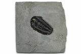 Calymene Niagarensis Trilobite Fossil - New York #357070-1